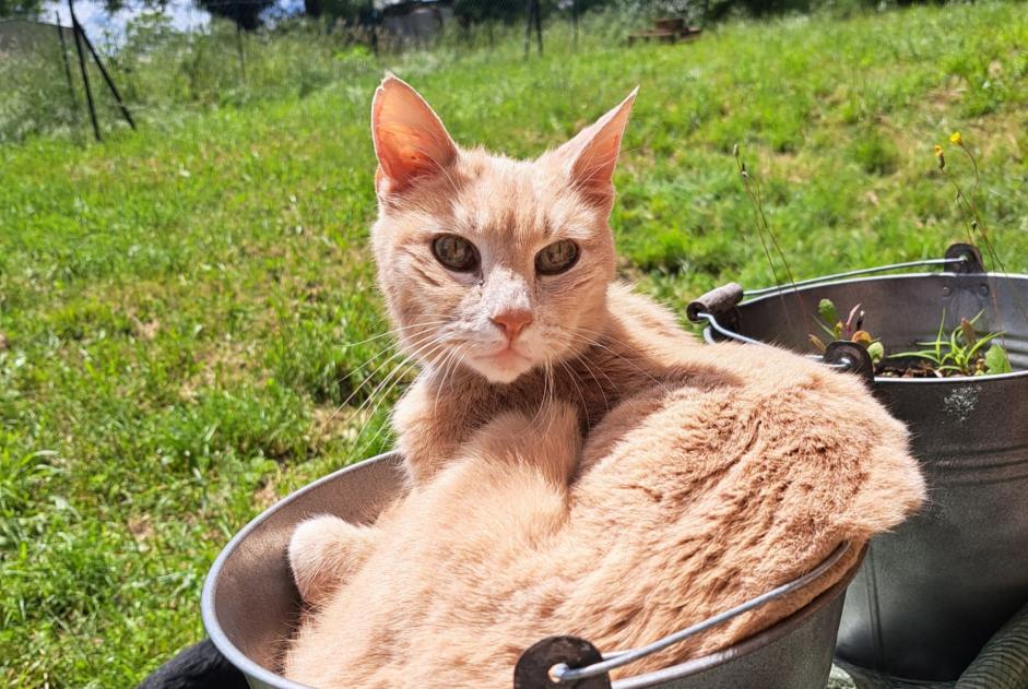 Vermisstmeldung Katze Männliche , 16 jahre Saint-Priest Frankreich