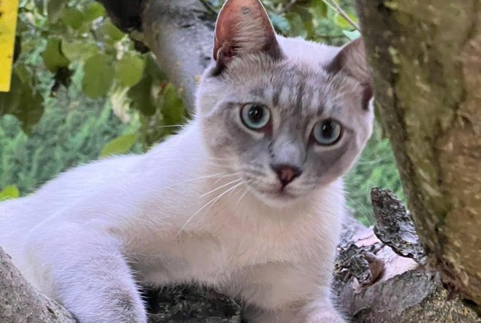 Vermisstmeldung Katze  Männliche , 1 jahre Pertuis Frankreich