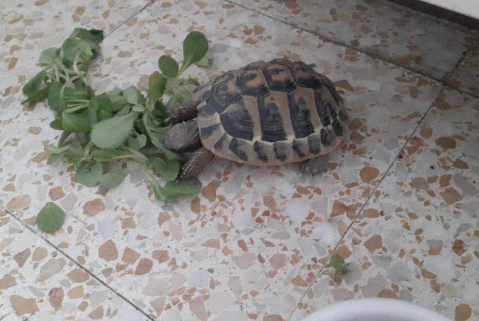 Fundmeldung Schildkröte Unbekannt Avignon Frankreich