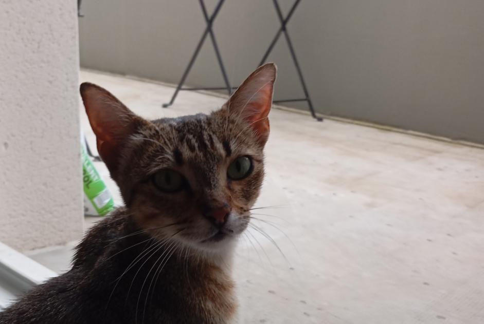 Discovery alert Cat miscegenation Female Toulouse France