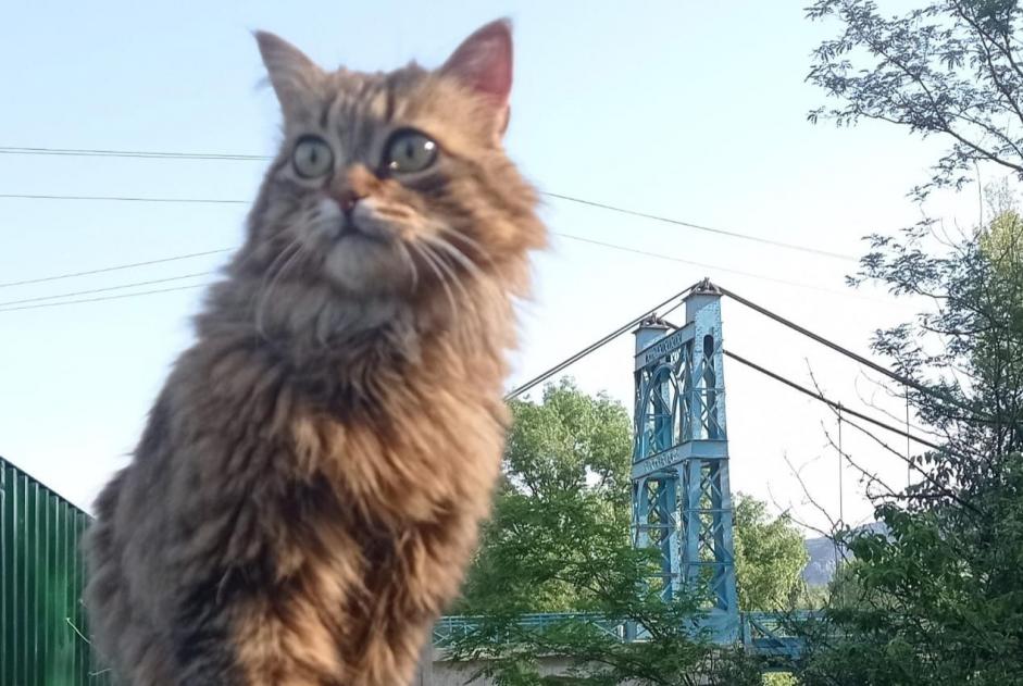 Alerta de Desaparición Gato Hembra , 6 años Agonès Francia