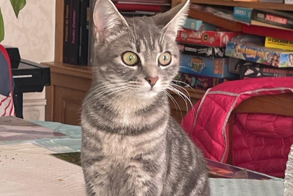 Alerta de Desaparición Gato Hembra , 1 años Auxerre Francia