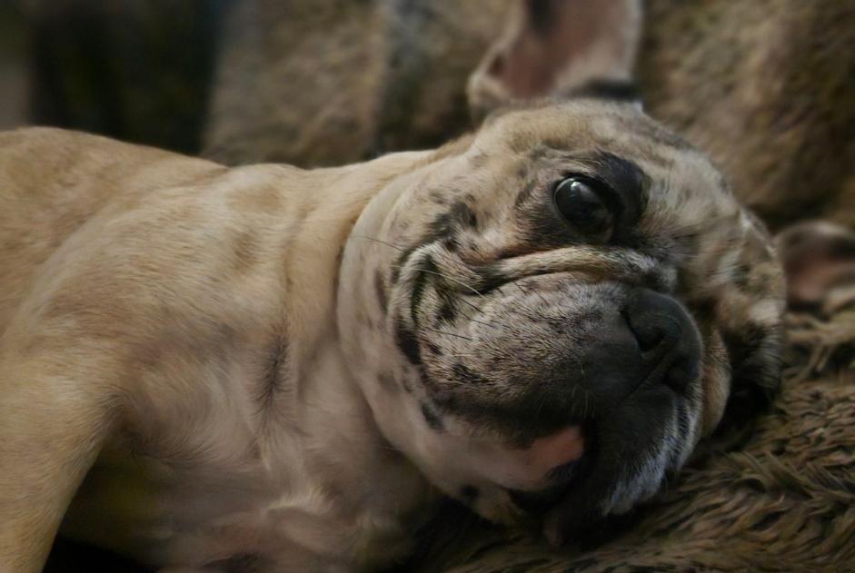 Alerta de Desaparición Perro  Hembra , 1 años Carpentras Francia