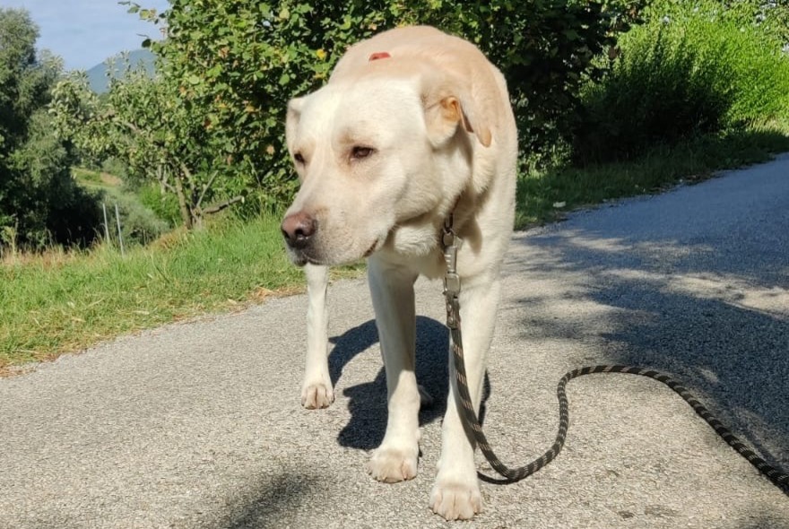 Alerta de Hallazgo Perro  Macho Saint-Roman Francia