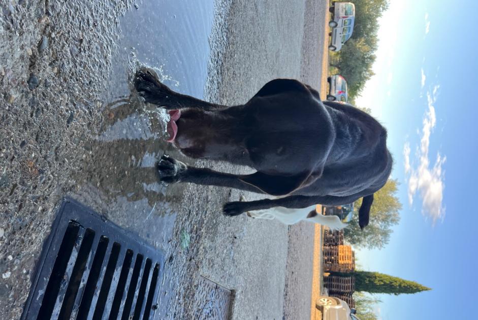 Alerta de Hallazgo Perro Macho Cabrerolles Francia