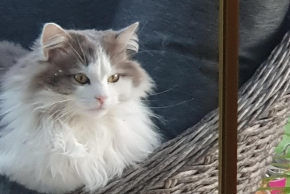 Alerte Disparition Chat Mâle , 5 ans Dracy-Saint-Loup France