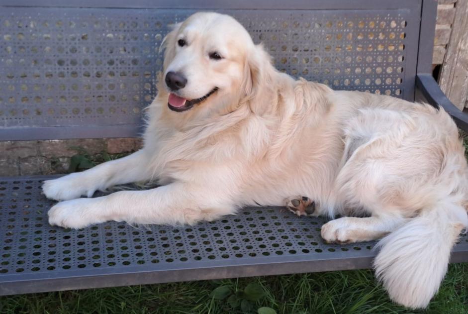 Avviso scomparsa Cane  Maschio , 2 anni La Croix-Saint-Ouen Francia