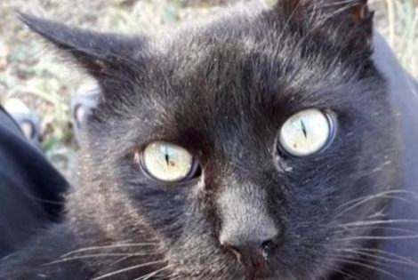 Avviso scomparsa Gatto Maschio , 13 anni La Devise Francia