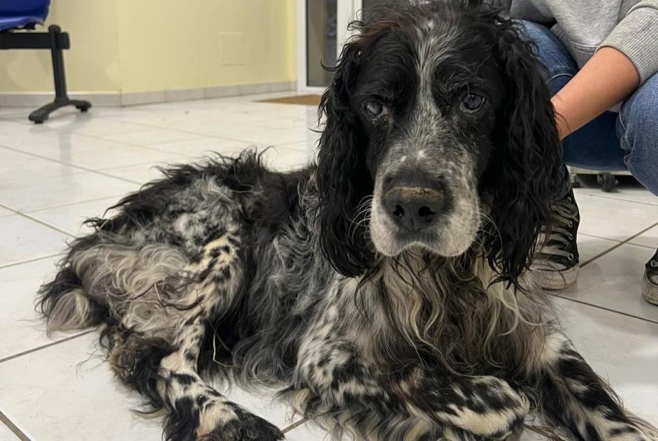 Ontdekkingsalarm Hond Mannetje Laffite-Toupière Frankrijk