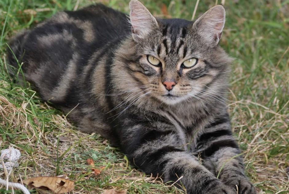 Alerta descoberta Gato cruzamento Fêmea Gigors-et-Lozeron France